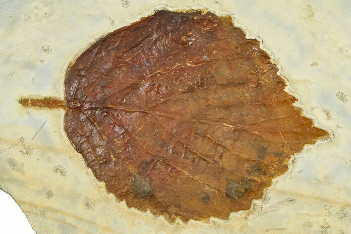 Paleocene Fossil Leaf (Davidia) - Montana #377872